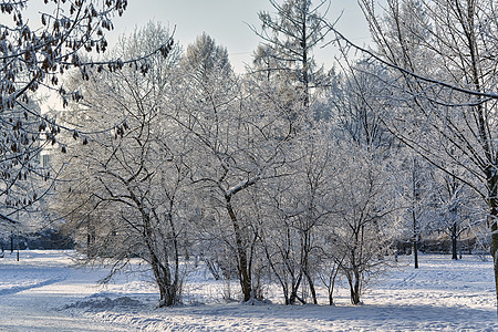 冬季公园 树木覆盖霜冻和雪雪季节天气场景天空景观风景雪花仙境降雪气候图片