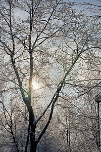 冬季公园 树木覆盖霜冻和雪雪仙境旅行场景季节环境气候寒冷森林雪花风景图片