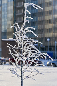 一座住宅楼背景上覆盖了和雪的一棵树;图片