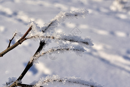 树枝上覆满白雪图片