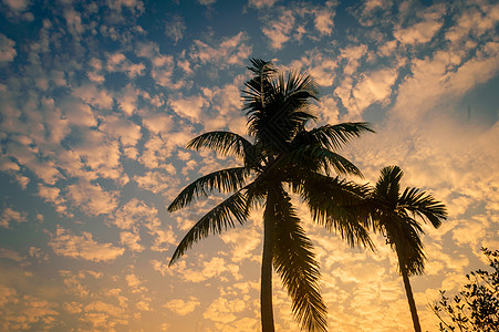 椰子树背景照片在冬季季节性主题背光但色彩鲜艳的日出天空 在剪影的棕榈树在阳光下 天堂新西兰 自然地平线背景中的美季节热带日落异国图片