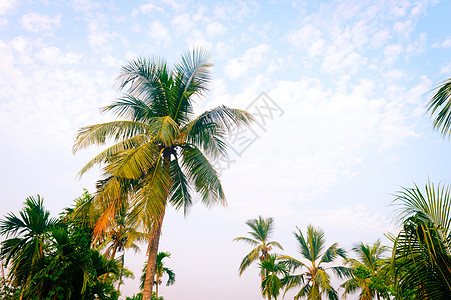 椰子树背景照片在春季季节性主题背光但色彩鲜艳的日落天空中 在阳光照亮的棕榈树 印度果阿海滩 自然地平线背景中的美晴天情调地平线目图片