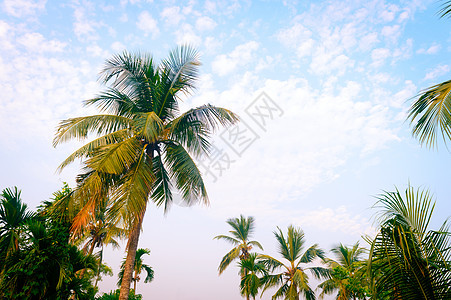 椰子树背景照片在春季季节性主题背光但色彩鲜艳的日落天空中 在阳光照亮的棕榈树 印度果阿海滩 自然地平线背景中的美太阳亚热带蓝色假图片