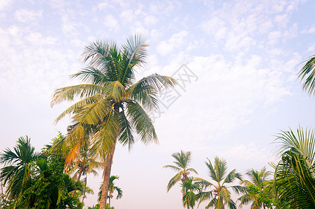 椰子树背景照片在春季季节性主题背光但色彩鲜艳的日落天空中 在阳光照亮的棕榈树 印度果阿海滩 自然地平线背景中的美水果场景热带海岸图片