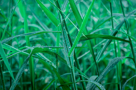 叶子上的雨滴 特写在草作物植物上的雨水露滴 阳光反射 在农田草坪草甸的农村场面 冬天的早晨雨季 美丽的自然背景健康饮食微距农业种图片