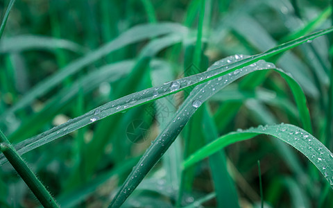 叶子上的雨滴 特写在草作物植物上的雨水露滴 阳光反射 在农田草坪草甸的农村场面 冬天的早晨雨季 美丽的自然背景农场天气草叶农业健图片