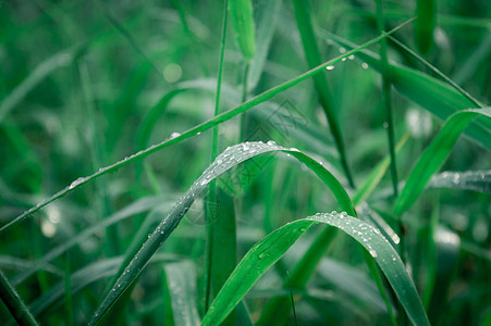 叶子上的雨滴 特写在草作物植物上的雨水露滴 阳光反射 在农田草坪草甸的农村场面 冬天的早晨雨季 美丽的自然背景种子生长季节草地风图片