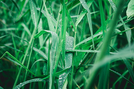 叶子上的雨滴 特写在草作物植物上的雨水露滴 阳光反射 在农田草坪草甸的农村场面 冬天的早晨雨季 美丽的自然背景稻田生长植物学草地图片