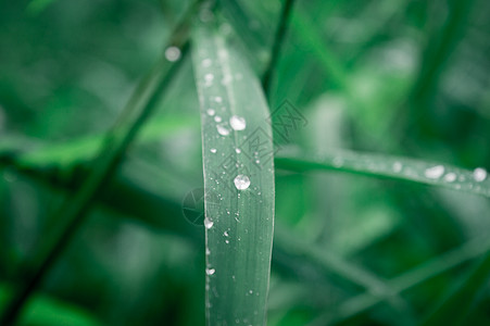 叶子上的雨滴 雨滴落在树叶上 草叶上雨水露滴的极端特写 阳光反射 冬季雨季 自然之美抽象背景 微距摄影植物学环境保护生长草地画幅图片