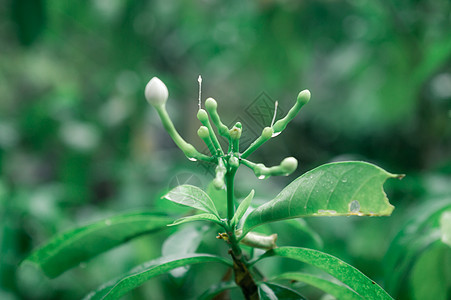 雨落在白绉茉莉花植物上 夏季季风雨图片 自然雨季背景 对前景的选择性关注 复制文本的空间室晴天食物环境花瓣气候风光热带田园花园宏背景图片