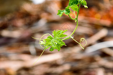 叶子上的雨滴 树叶图像上的雨滴 美丽的雨季 绿叶上的水滴 小花植物 自然背景微距脆弱性画幅热带植物学花头气候绿色摄影花瓣图片