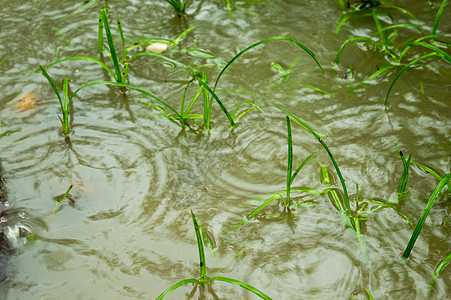 落在水涝农业区发芽的绿草叶上的季风雨 特写 大雨落在地面照片上 下雨的声音效果 美丽的雨季 自然背景 特写水面农田叶子热带天气植图片