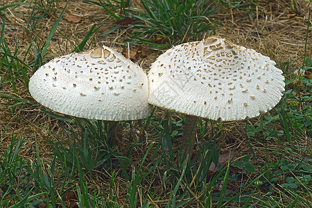 假阳伞蘑菇植物学呕吐物钼矿生物学植物菌类生物叶绿素真菌图片