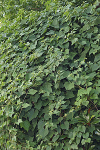 克里风植物园艺短梗腺体爬行者植物学藤蔓植物群葡萄科被子树叶图片