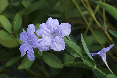 Britton野生花朵的近视图像生物单纯形植物学爵床生物学被子牵牛花植物紫菜图片