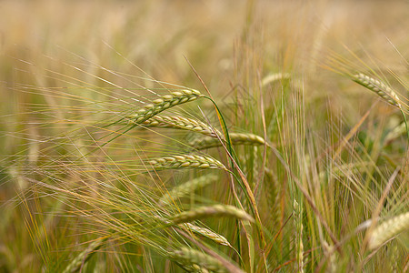 大麦田农场场地粮食植物农业谷物植物群食物黄色乡村图片