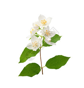 明亮的茉莉花分枝植物白色香味植物群香水树叶绿色花朵香气气味图片