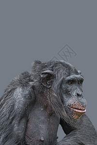 封面上有一张看起来很聪明的黑猩猩特写镜头的肖像 有复制空间和纯色背景 野生动物保护 生物多样性和动物智能的概念图片