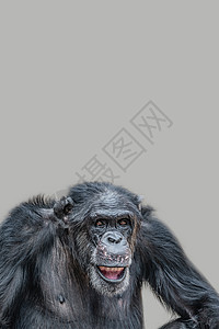封面页有一只快乐的成年黑猩猩的肖像 微笑着思考 特写 细节与复制空间和坚实的背景 概念生物多样性和野生动物保护哺乳动物思维动物横图片