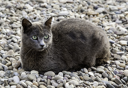 街头流浪猫的详情橙子眼睛小猫街道动物宠物猫咪城市虎斑流浪图片