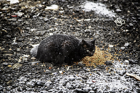 雪上黑猫图片