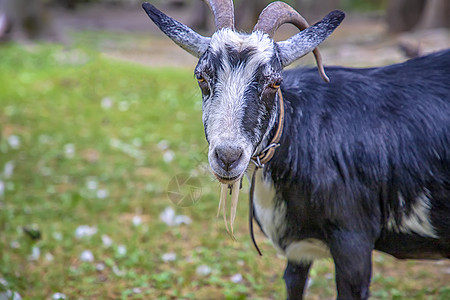 在绿草的农场上 一条可爱山羊的肖像国家耳朵农业牧场喇叭农村草地场地野生动物荒野图片