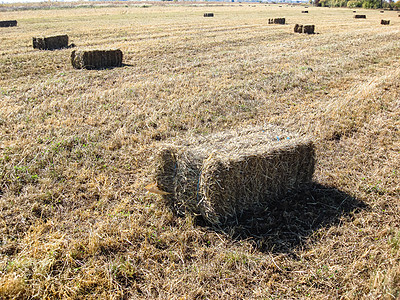 收割后有草篮的农业田收获场地小麦金子草地农场农村收成蓝色乡村图片