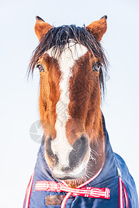一匹身穿蓝地毯的马的肖像 保护他免受寒冷的伤害 马正直直盯着镜头看背景图片