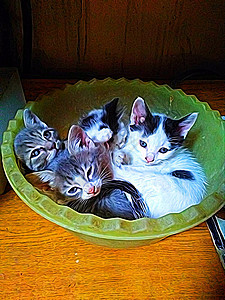 数字绘画风格 代表塑料碗中的白 黑和褐斑小猫图片