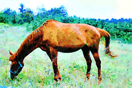 一匹马在安静的草地上吃草图片