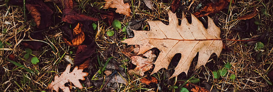 秋季 寒冷天气和秋季的地面干叶树叶橙子黄色植物叶子棕色森林绿色公园红色图片