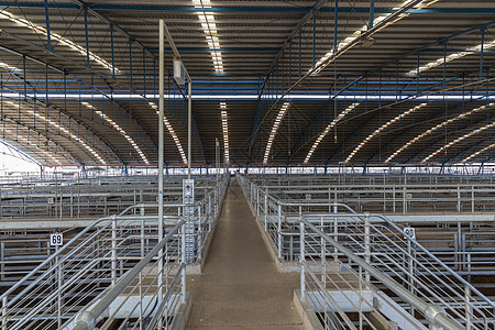澳大利亚地区福布斯附近的中西部牲畜交易中心 澳大利亚区域动物库存建筑拍卖投资钢笔奶牛农民设施金属图片