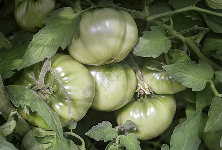 在布什的分支上撕开绿色西红柿农场收成食物农业衬套叶子园艺美食幼苗蔬菜图片