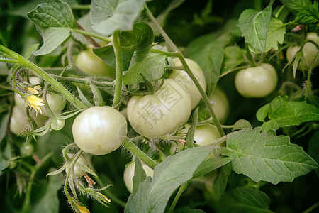 在布什的分支上撕开绿色西红柿土地农场农业食物温暖蔬菜生长饮食收成灾难图片