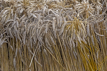 小麦耳朵闭合植物农场金子面粉烘烤季节尖刺食物粮食场地图片