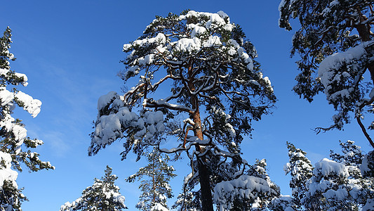 森林里的树木叶子 在冬天的冬日里 满是雪和阳光松树季节晴天蓝色旅行木头荒野天空植物公园图片