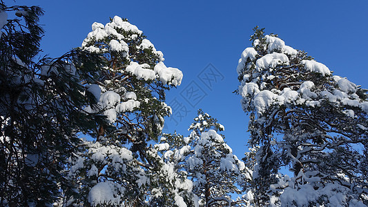 森林里的树木叶子 在冬天的冬日里 满是雪和阳光季节植物荒野松树天空太阳公园木头晴天蓝色图片