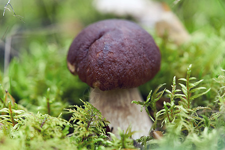 一个大蘑菇 棕色帽 以绿苔生长图片