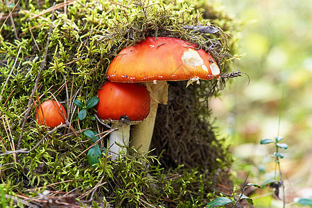 Amanita蘑菇家庭 覆盖着绿苔草图片