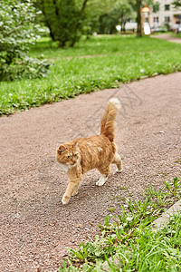 一只带尾巴的姜青毛小猫 走在公园的道路上图片