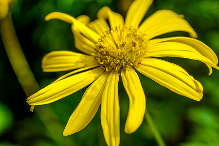黄色彩色 春花花 - 有选择的焦点图片