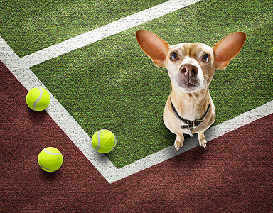 网球斗犬俱乐部宠物比赛运动帽子公开赛球拍培训师竞赛玩家图片