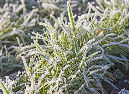 在冬天 以冻霜的严寒特写草地绿色植被宏观季节植物公园花园草叶环境叶子图片