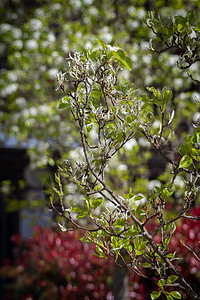 阳光日落时 白花在树上生长枝条季节性白色花园植物学植物群树叶木本植物图片