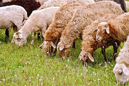 草地上的羊毛棕褐色图片