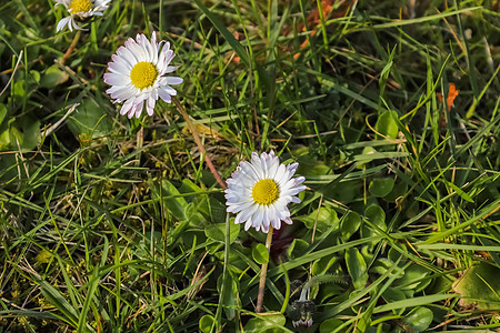 花卉夏季背景中的白色花园雏菊 白花菜 开花洋甘菊和园艺概念在美丽的自然场景中与盛开的雏菊植物群草本植物公园环境花瓣生长散景宏观效图片