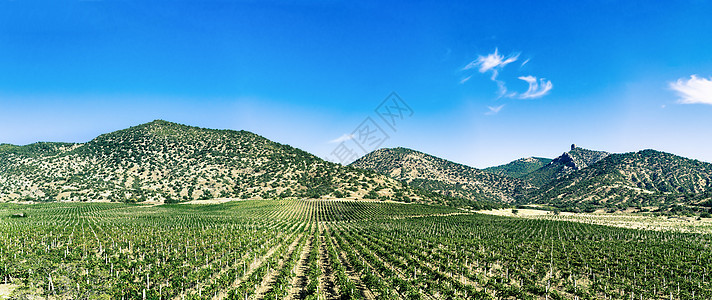具有山地背景的葡萄园图片