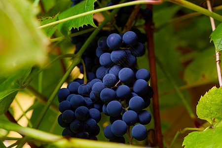 从一藤树上挂起的蓝葡萄图片