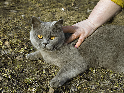 灰色头发和黄色眼睛的猫落在棕色地上 女人的手划猫图片