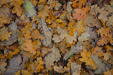 明亮多彩的秋天多色橡树叶 秋天的质地背景图片